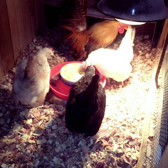 Meet your Posher, Lisa - Picture 6 of 6